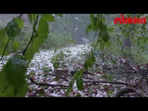 Lokmat News | गारपिटीच्या पावसाने शेतकऱ्यांचे मोठे नुकसान, परभणीत महिलेचा मृत्यू | Lokmat Marathi