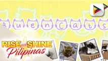 FEATURE: Buencats, ang bidang pet cats ng Buencamino family na trending online