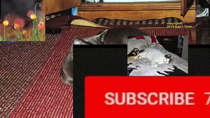 Job 360 degree video compilation l Cats and anmals l PowerDirector 18