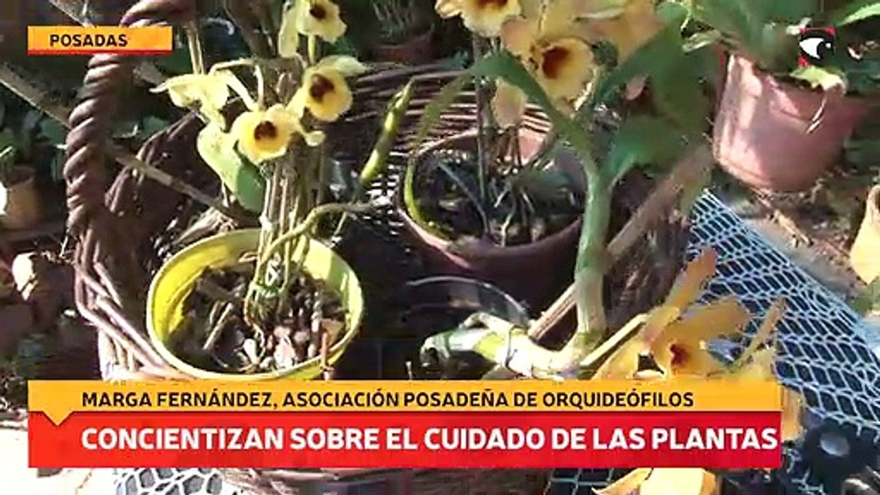 Concientizan sobre el cuidado de las plantas