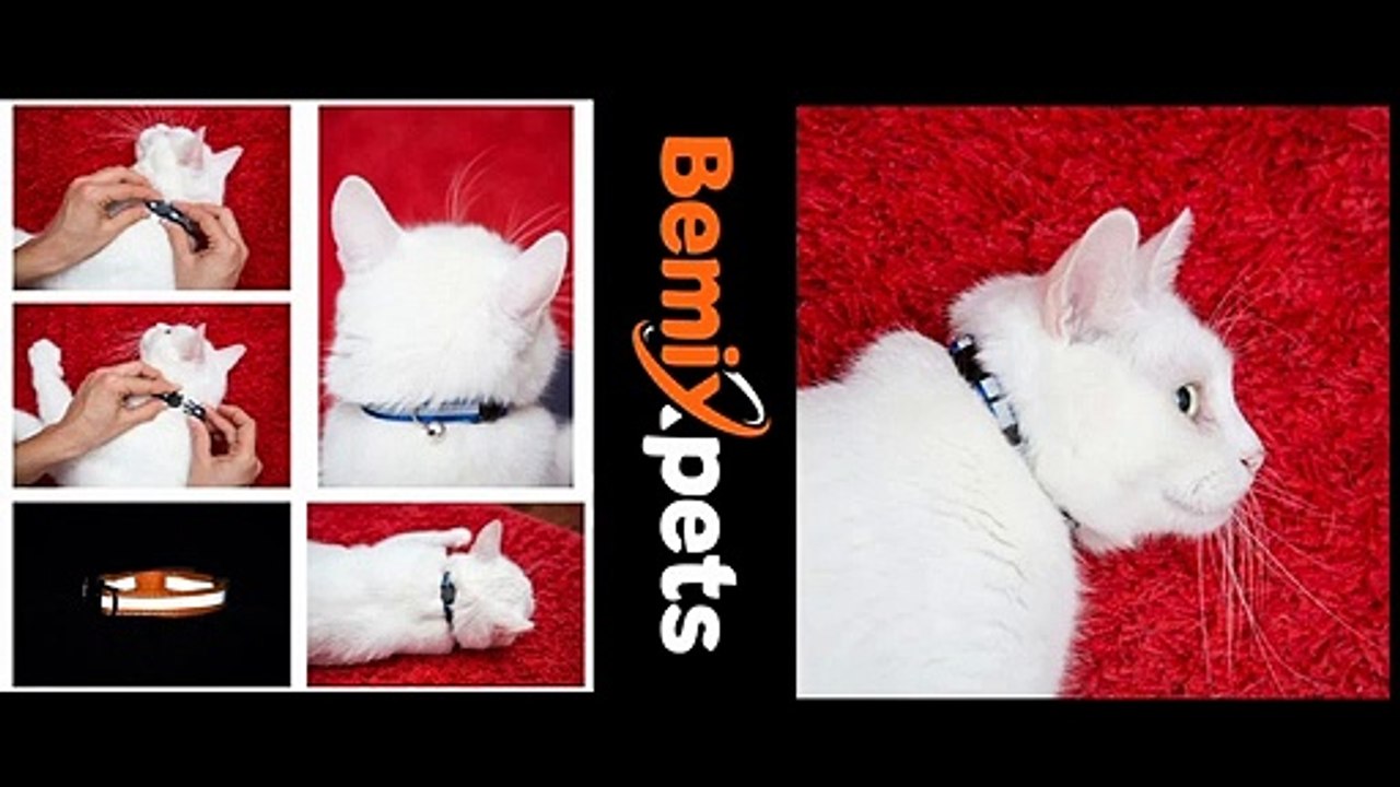 (The Werewolf Cat) Lykoi 101 : Breed & Personality