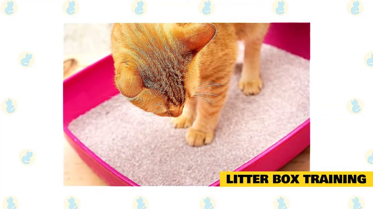 Cats 101 Basic Cat Training Tips