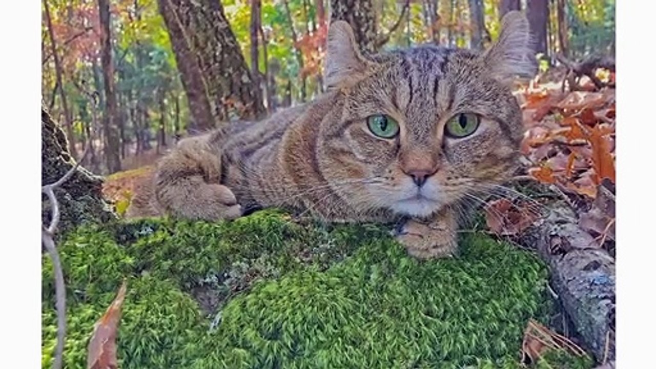 Highlander Lynx/Cat 101 : Breed & Personality