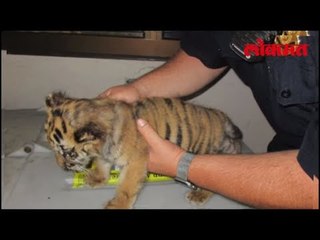 Download Video: Lokmat International News | Mexico मध्ये कंटेनरमधून वाघाच्या बछड्याची तस्‍करी | Tiger Smuggling