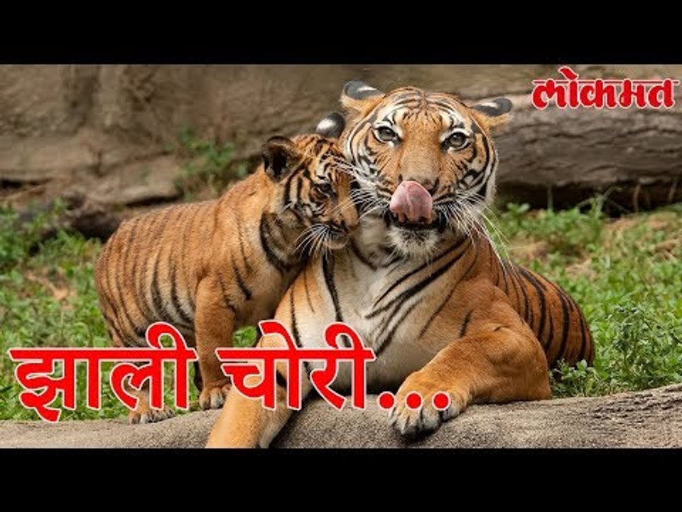 Lokmat News | Tiger | मृत वाघाचे अवयव चोरी | धक्कादायक प्रकार उघडकीस | Lokmat News