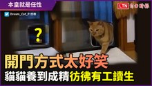 開貓門的方式讓網友大爆笑！橘貓超級聰明 彷彿有工讀生