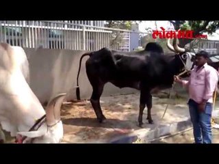 पुणे : बैलांची शर्यत सुरु करण्याच्या मागणीसाठी आंदोलन