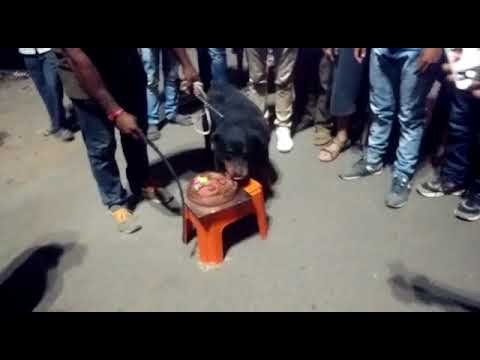 साता-यात पाळीव कुत्र्याचा वाढदिवस जल्लोषात केला साजरा