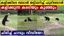 Viral Video: Two wild bears play football in Odisha’s Nabarangpur