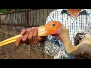 कोल्हापूरात रंगीत करकोच्या ला  जीवदान !