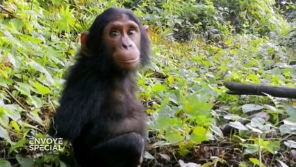 Quand Naseka, un jeune chimpanzé orphelin rescapé des braconniers, découvre la liberté