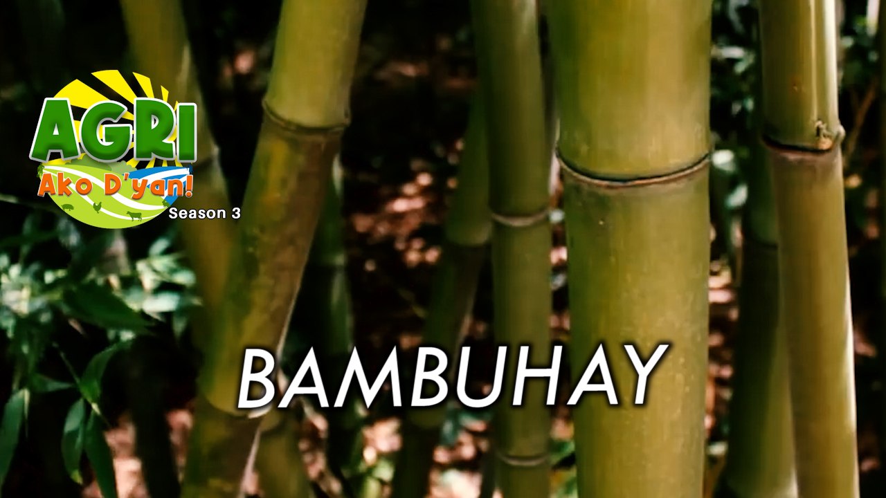 Bambuhay
