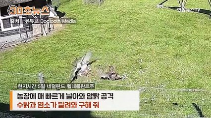 [30초뉴스] 매 공격에 암탉 '구사일생'…수탉과 염소의 우정 '감동'