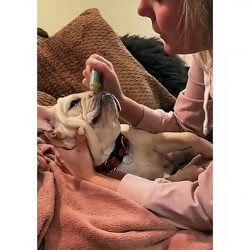 APPLYING CREAM TO MY DOG NOSE