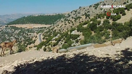 Doğal hayatın zenginliği fotokapana yansıdı