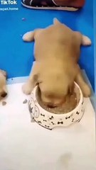 My puppy is eating meals