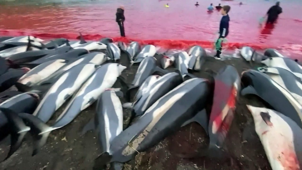 La mattanza dei delfini nelle isole Faroe