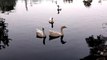 Quack Sound Effect | Ducklings Eating Grass | Sound Of Ducks Quacking | Kingdom Of Awais