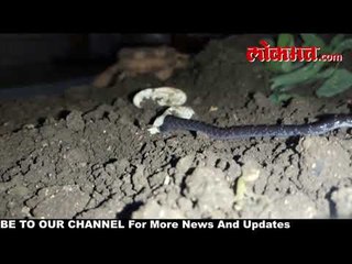 कृत्रिम प्रक्रियेतून दिला दुर्मिळ बिनविषारी सापांना जन्म,  भारतातील पहिलाच प्रयोग