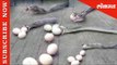 Viral Video: Cobra throws up 9 Eggs After swallowing | चंद्रपुरात कोब्राने गिळली होती नऊ अंडी