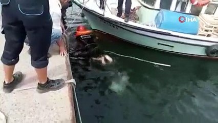 Avcılar’da denize düşen kedi için itfaiye seferber oldu