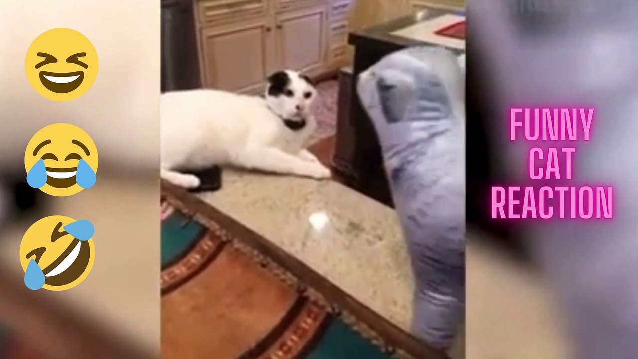 funny cat react