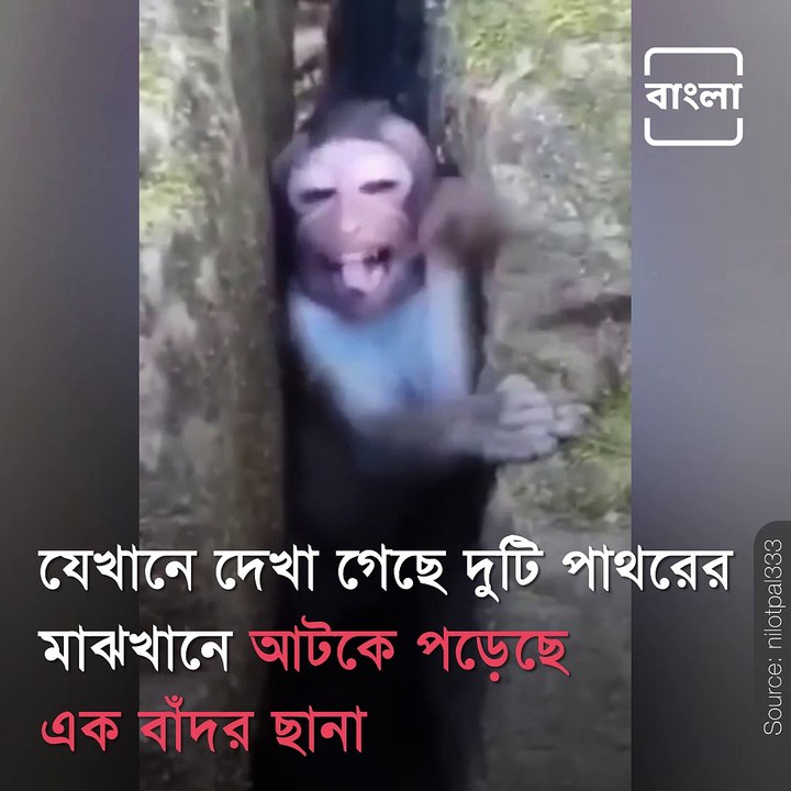 Look How A Monkey Saved Her Child