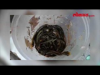 सर्पमित्राने सापाच्या १२ अंड्यातील पिल्लांना दिले जीवदान