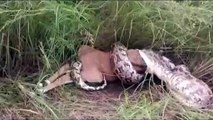 जिंदा हिरण को निगल गया अजगर, सामने आया वीडियो