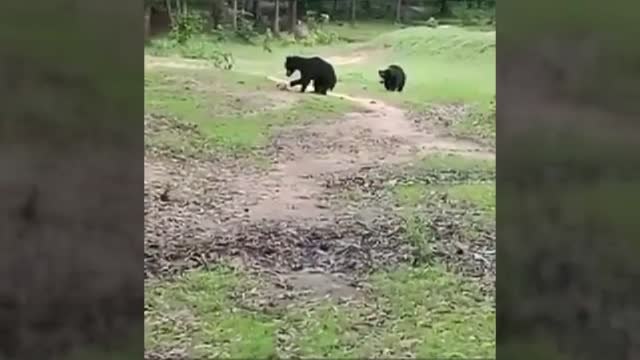 Los osos 'futboleros'