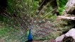 Bird A peacock opens its feathers.  Very cool watch before the end