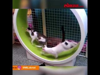 International Cat Day - Cute and funny Cat compilation videos | Must watch