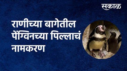 Ranichi Baug | राणीच्या बागेतील पेंग्विनच्या पिल्लाचं नामकरण | Penguins | Mumbai | Sakal Media