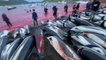 Iles Féroé: Plus 1.400 dauphins abattus en une journée lors d'une chasse traditionnelle