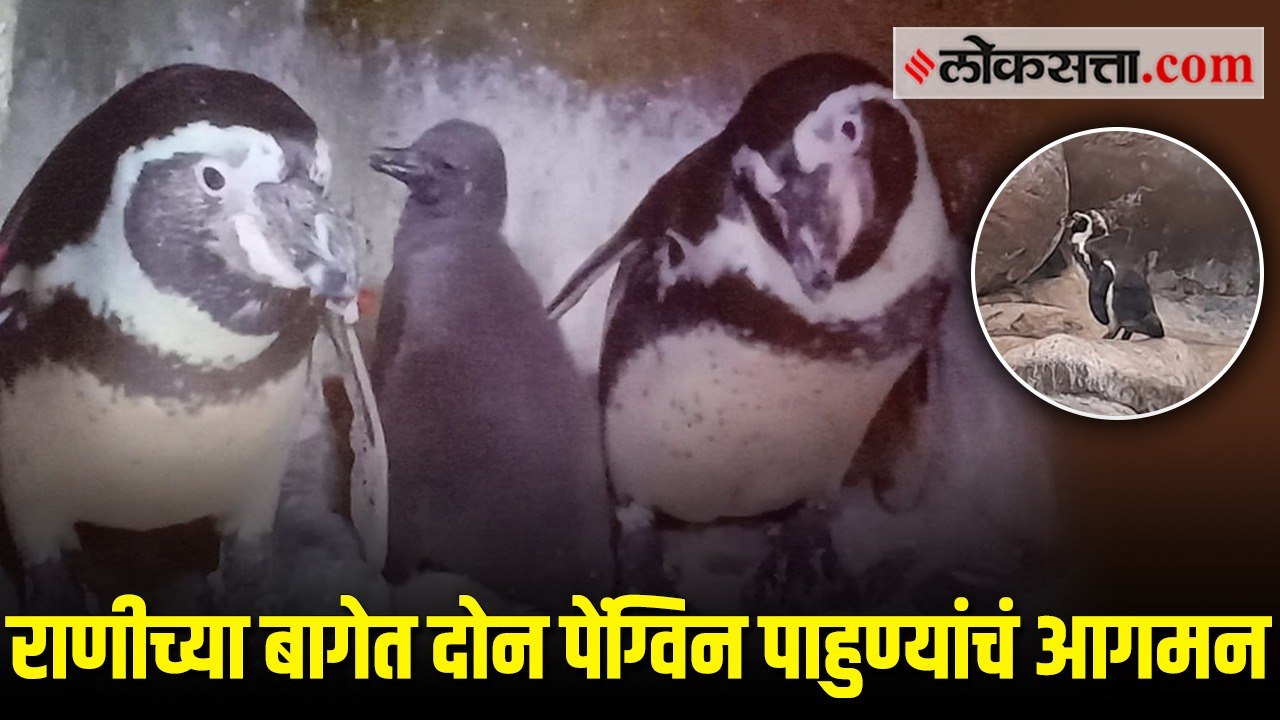 राणीच्या बागेत आलेत दोन नविन पेंग्विन पाहुणे