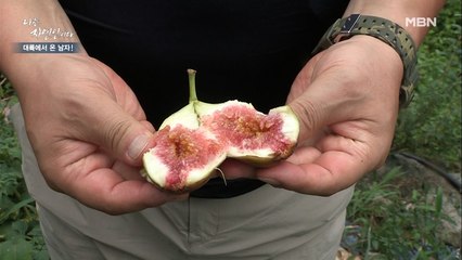 대륙 사나이의 마음을 훔친 무화과!! 그 달콤함에 윤택도 취해버린당~♥