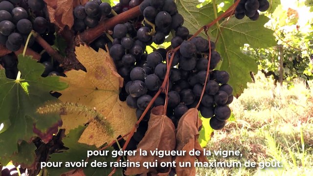 Voici trois vins et trois recettes à découvrir pour la Foire au vin !