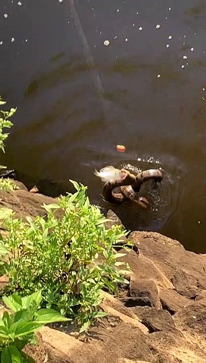 Caught Fish Catches Two Snakes