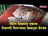 A leopard was caught third time from place and now is grounded | Wildlife