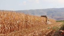 KAHRAMANMARAŞ - Pazarcık'ta mısır hasadı başladı