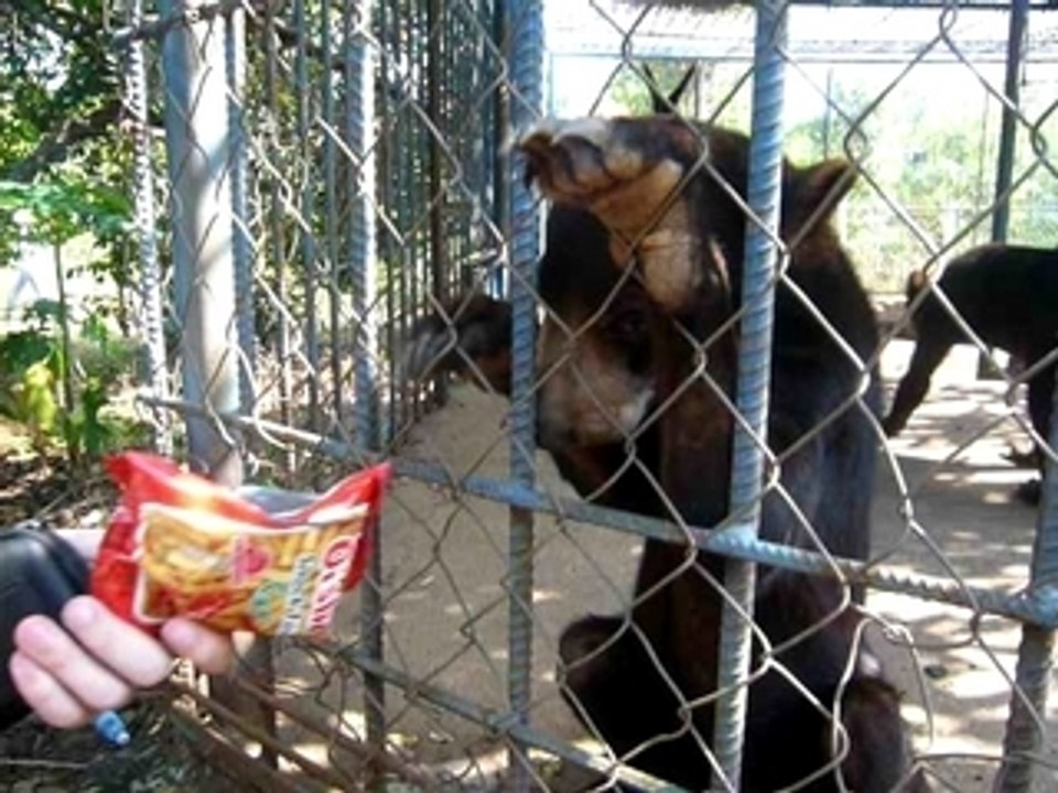 kampot greedy bear !!