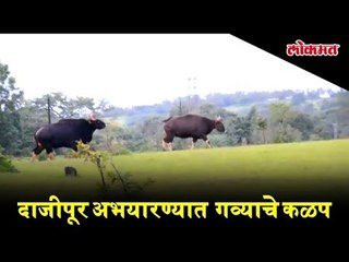 राधानगरी तील दाजीपूर अभयारण्यात सध्या गव्याचे कळप दिसत आहे