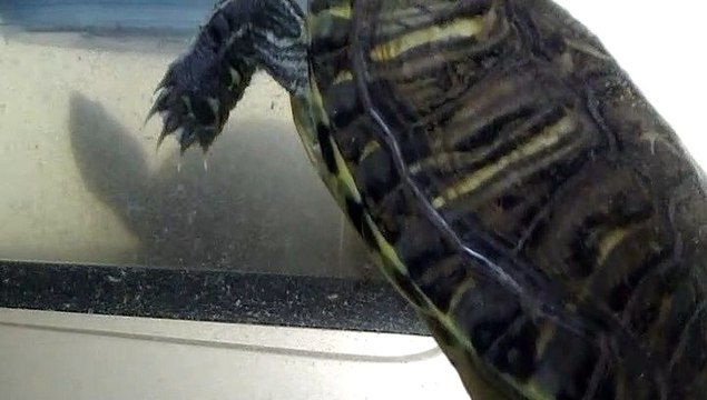 【Lamu chan】3512【ラムちゃん】