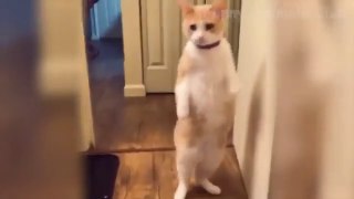 Funny Cat Videos That Will Smile You Laugh All Day Long