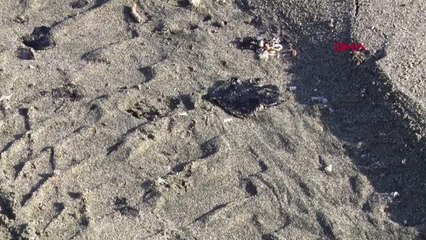 MERSİN'DE ÇALIŞMALAR SONUÇ VERDİ; PETROL ATIKLARI AZALDI