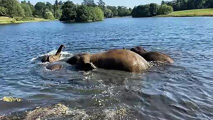 Elephants bathing at Woburn