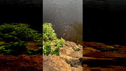 Caught Fish Catches Two Snakes