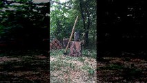 Split Log Clobbers Camera