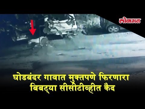 Captured in CCTV : Leopard roaming freely in Ghodbunder village | CCTV Footage