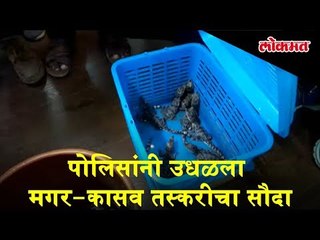 Nashik police ransacked crocodile smuggling deal | Nasik News